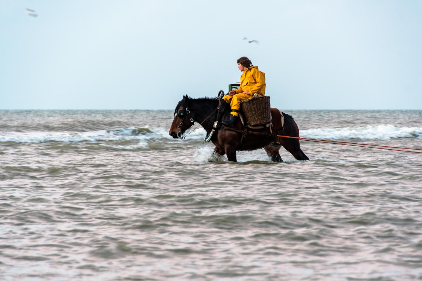 Paardenvisser Gregory Debruyne Hélaba december 2021